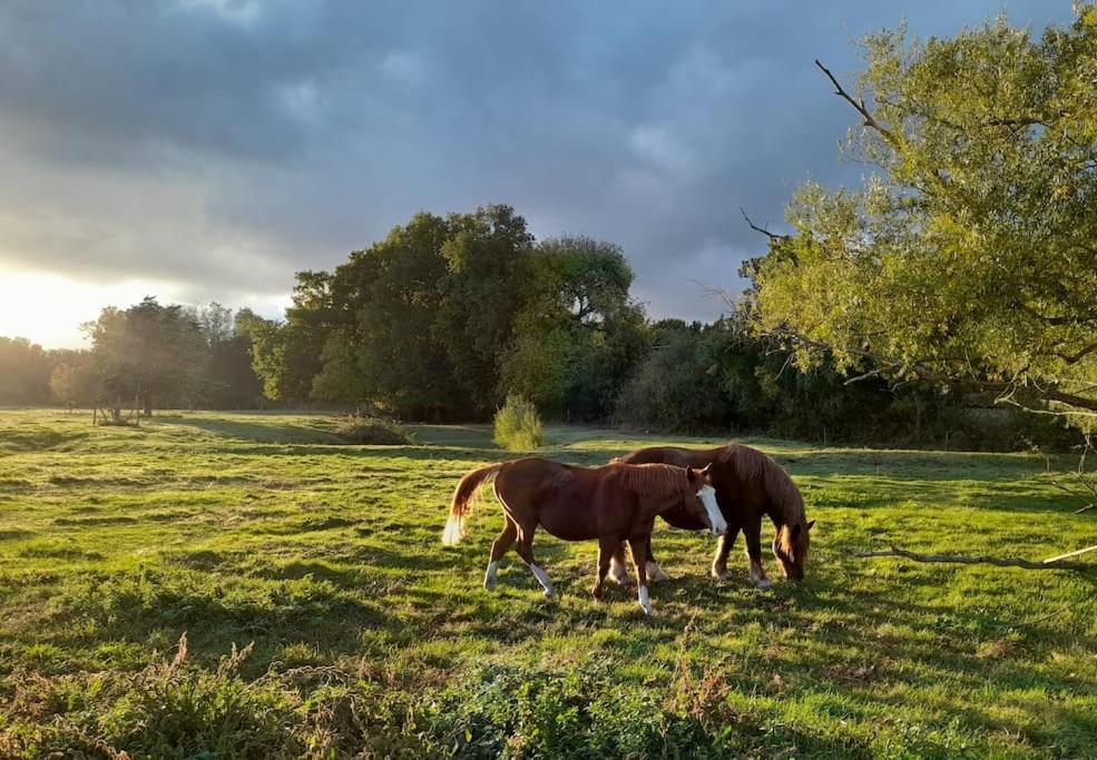 Gite En Bord De Loire Blaison-Saint-Sulpice エクステリア 写真