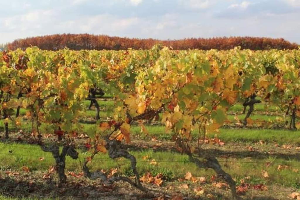 Gite En Bord De Loire Blaison-Saint-Sulpice エクステリア 写真