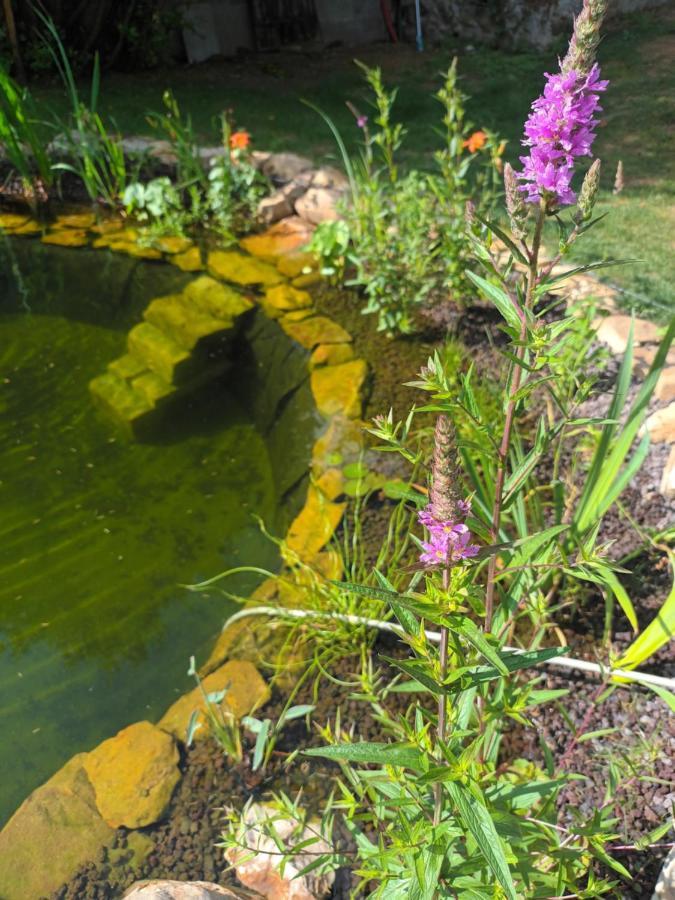 Gite En Bord De Loire Blaison-Saint-Sulpice エクステリア 写真